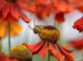 /album/macro/hommel5-zoom-jpg/